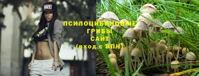 Галлюциногенные грибы Psilocybine cubensis  Прокопьевск 